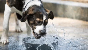 Cão Bebendo Muita Água Pode Ser Algum Problema de Saúde