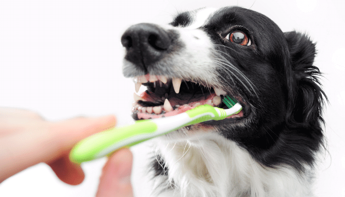 Dentes de Cachorro Saiba Mais Sobre a Anatomia