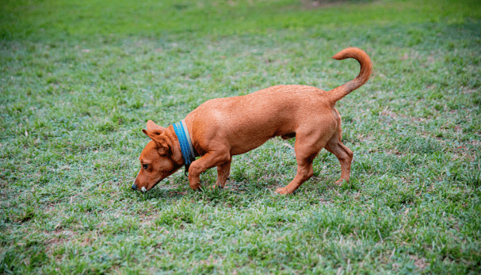 Focinho de Cachorro Explorando o Poder do Olfato Canino