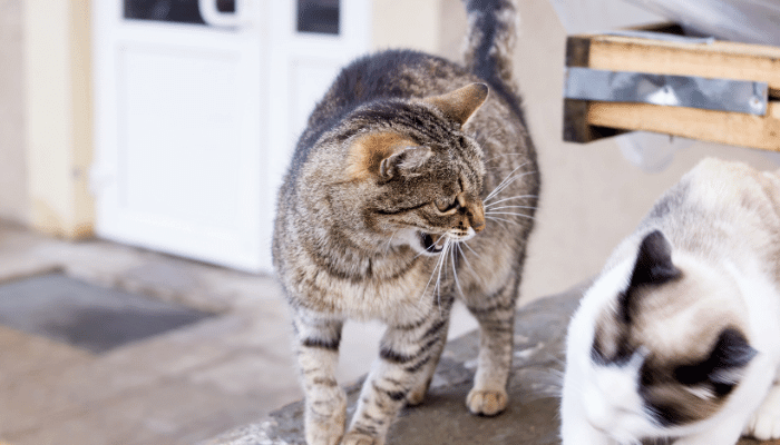 Gato com Ciúmes de Outro Gato Como Lidar com a Situação