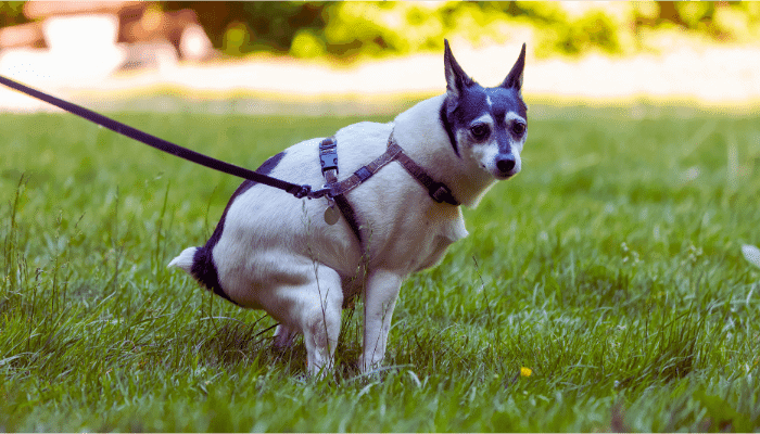 Cocô do Cachorro Saiba se as Fezes Estão Normais