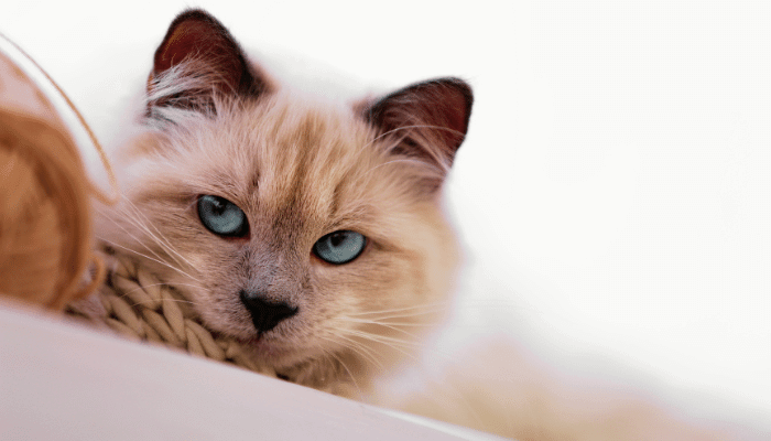 Gato Ciumento Quais as Raças Propensas a Ter Mais Ciúmes?