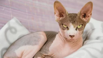 Gatos Mais Bagunceiros Conheça Cinco Raças Mais Traquinas