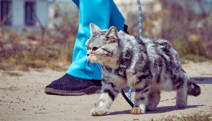 Passeios Diários São Necessários Para Gatos