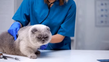 Bolas de Pelo em Gatos Quais as Causas e Perigos