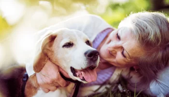 Disfunção Cognitiva Canina Saiba Mais