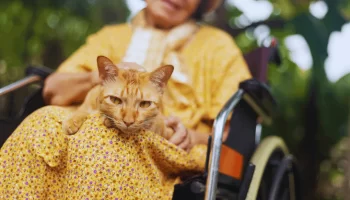 Doenças Renais em Pets Saiba Como Identificar e Prevenir