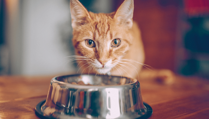 Nutrientes Essenciais para a Dieta dos Gatos Segundo Veterinários