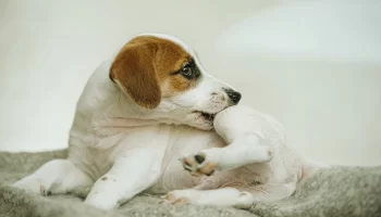 Sarna em Cachorros Quais São os Sinais?