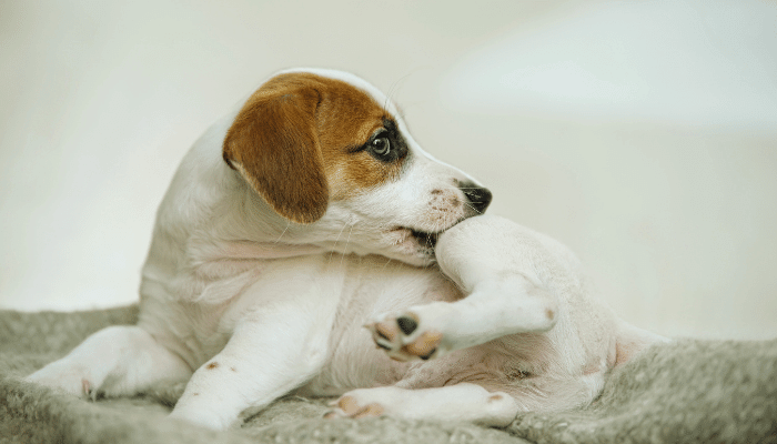 Sarna em Cachorros Quais São os Sinais?