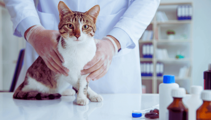 Suplementação Alimentar não Orientada Quais os Riscos Para Pet