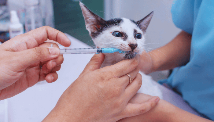 Vermifugação Periódica Gatos Também Precisam?