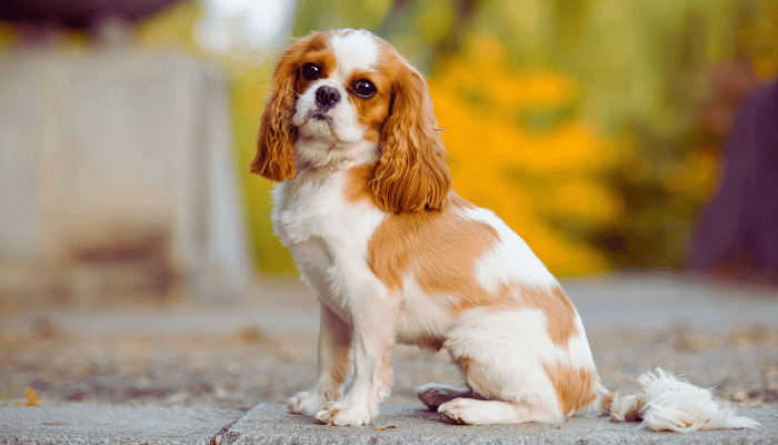 AVC em Cachorro Saiba Como Identificar