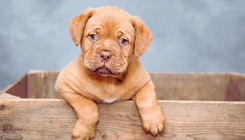 Cachorro com Soluço Saiba Como Resolver