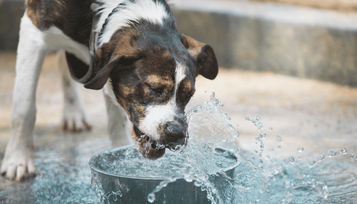 Diabetes em Cães Quais os Sintomas e Cuidados