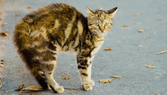 Gatos Assustados Como Acalmar e Cuidar