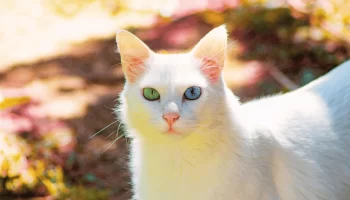 Heterocromia em Gato Entenda o Porquê e Quais os Cuidados