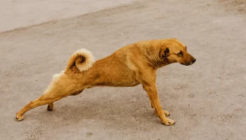 Ossos do Cachorro Confira 5 Doenças que Afetam a Saúde Óssea