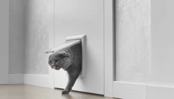 Porta para Gatos Como Instalar e Utilizar e Quais os Benefícios