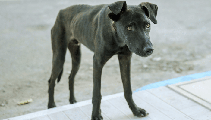 Massa Muscular: Perda em Cães Idosos