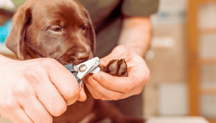 Unhas do Cão: Saiba a Importância de Cuidar