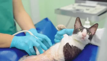 Anticoncepcional para Gatos: Efeitos e Consequências