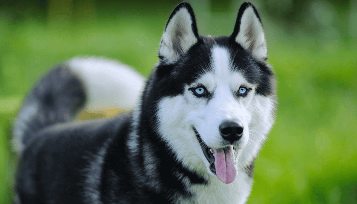 Husky Siberiano e o Lobo-cinzento: Quais as Diferenças?