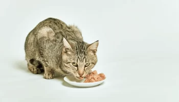 Proteínas para Gatos: Qual a Importância na Alimentação?