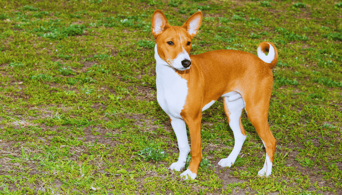 Carinho em Cachorro: Quais Raças Não Gostam?