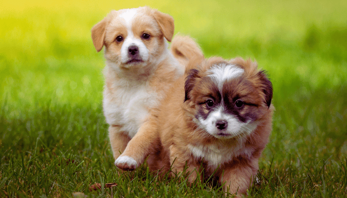 Filhotes de Cães O que Precisam Aprender