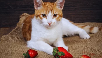 Frutas para Gatos: Quais as Melhores?