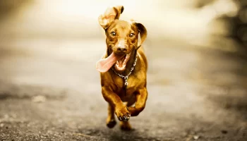 Hábitos do Cachorro Que Diminuem a Expectativa de Vida