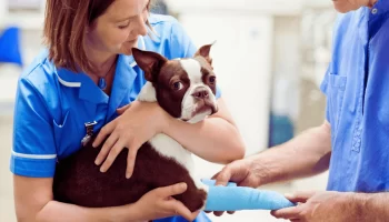 Parada Cardiorrespiratória em Cachorro: Saiba Mais