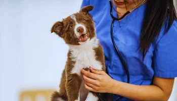 Cachorro Após Castração Quais as Principais Mudanças