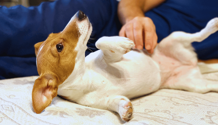 Cachorro com Gases O que Fazer e Como Prevenir?