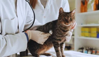 Calicivirose Felina Saiba Mais Sobre Essa Gripe dos Gatos