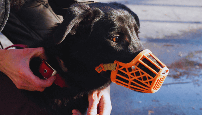 Focinheira Para Cachorro Quais os Casos Recomendados