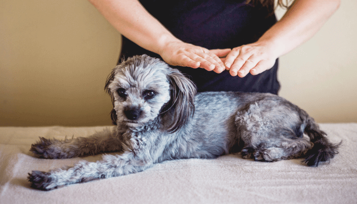 Reiki Veterinário Saiba Como Essa Terapia Pode Ajudar Seu Pet