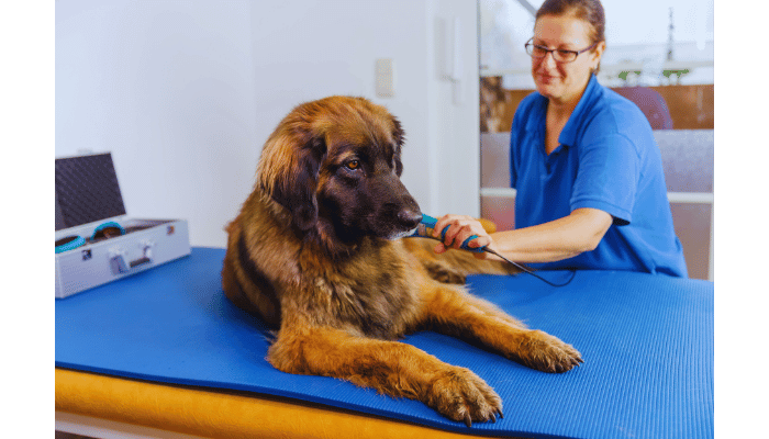 Fisioterapia Para Pets – Saiba Mais!