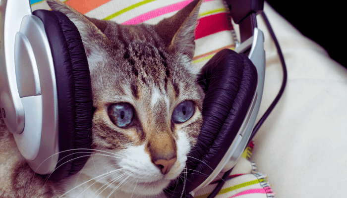 Música Para Gatos – Qual o Efeito nos Felinos?