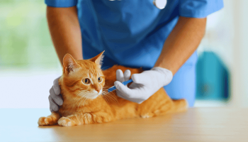 Importância da Vacinação: Proteja Seu Amigo Peludo