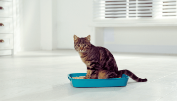 Como Cuidar de Gatos em Apartamento: Guia Completo