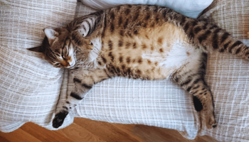 Gato Castrado Engorda? Dicas para Evitar o Sobrepeso