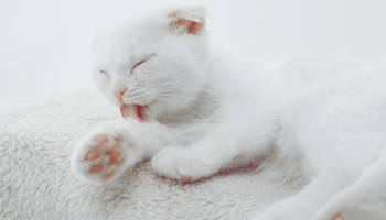Higiene de Gatos: Tudo que Você Precisa Saber