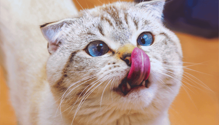 Suplementos Naturais Para Pets: Eles Realmente Precisam?