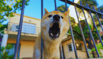 Cachorro Que Late Demais: O Que Fazer?