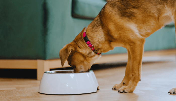 Como Introduzir uma Nova Ração ao Seu Pet Sem Problemas