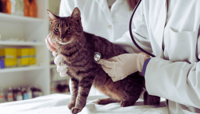 Doenças Comuns em Gatos: Sintomas e Como Tratar