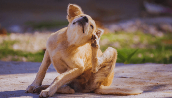 Parasitas em Pets: Como Prevenir Pulgas e Carrapatos