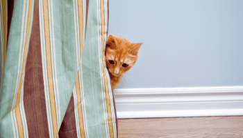 Seu Gato Anda Muito Arisco? Veja Como Melhorar